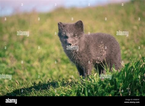 Arctic fox cub Stock Photo - Alamy