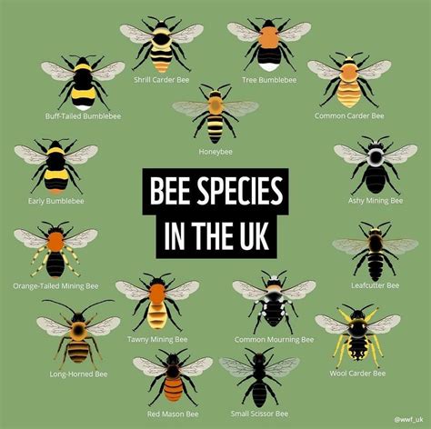 Pin by Kathy Thompson -Browne on Bees Knees | Bee, Bee friendly, Ashy ...