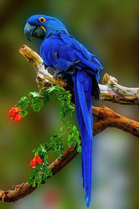 Blue Macaw - Artist Paul Wear. This image is featured in the Fine Art America Group "Images That ...