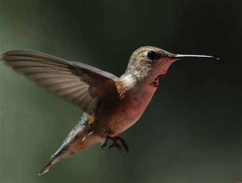 Rufous Hummingbird juvenile | I wouldn't bet my life on its … | Flickr