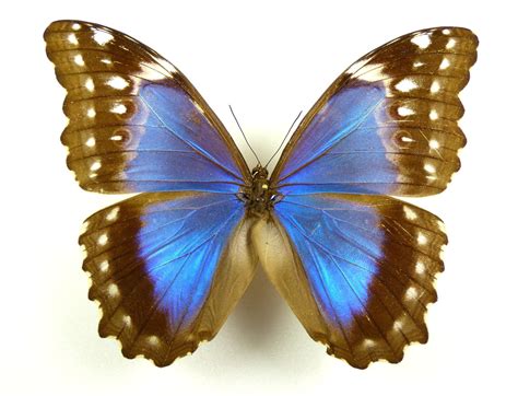 Morpho menelaus ssp. menelaus female - AUREUS butterflies & insects