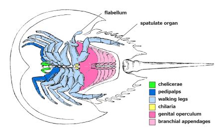 Horseshoe Crab Book Gills | Characteristics, Function & Parts | Study.com