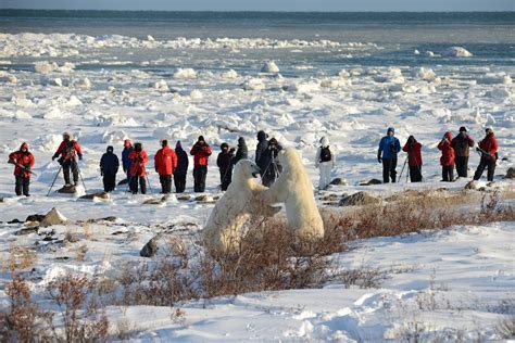 Go wild in Churchill on a Canadian polar bear safari