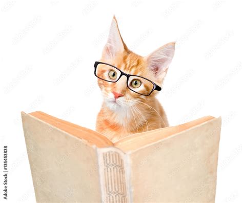 cat with glasses reading a book. isolated on white background Stock ...