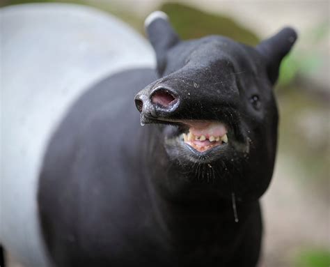 20 animals with goofy-looking faces you can't help but laugh at ...