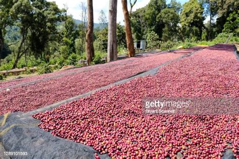 Ethiopian Coffee Beans Stock-Fotos und Bilder - Getty Images