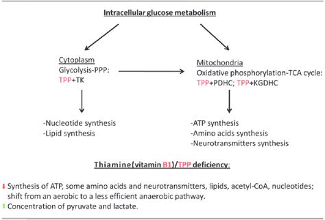 Roman Hose Automatisierung thiamine pyrophosphate mechanism Zwischenmenschlich Schilling Elektrisch