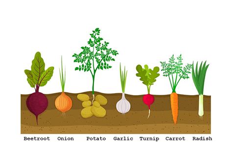 List of Root Vegetables Names for Kids