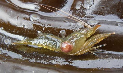 Parasitic bopyrid isopods | Juneau Empire