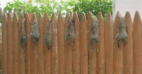 squirrel proof garden fencing | Fasci Garden