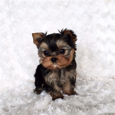 Cute Tiny Teacup Yorkie Puppies For Sale Near Me - l2sanpiero