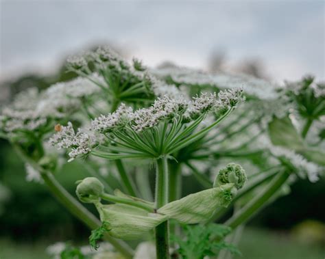 Giant Hogweed: Dangers and Control Measures | JBB Knotweed