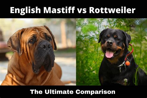 English Mastiff vs Rottweiler | Ultimate Breed Comparision - Mastiff Web