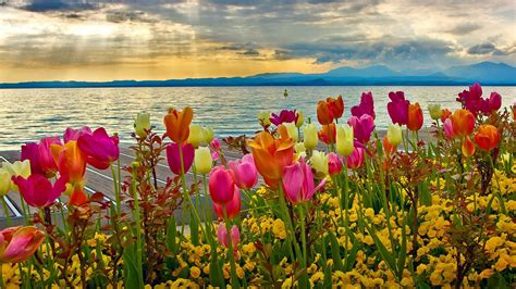 River Side Colorful Flowers With Leaves HD Spring Background Wallpapers | HD Wallpapers | ID #64504