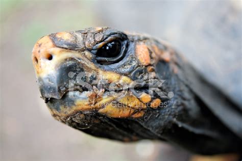 Turtle Head Close-Up Stock Photo | Royalty-Free | FreeImages