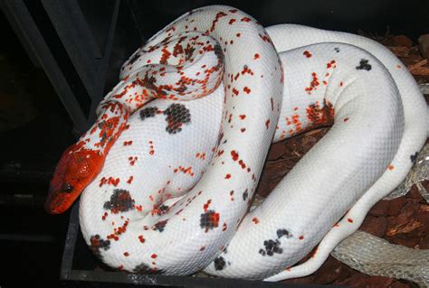 Beautiful Dominican red mountain boa snek : r/Snek