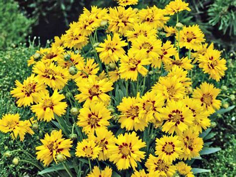 8 Varieties of Coreopsis for Your Flower Garden