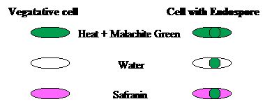 Endospore Stain