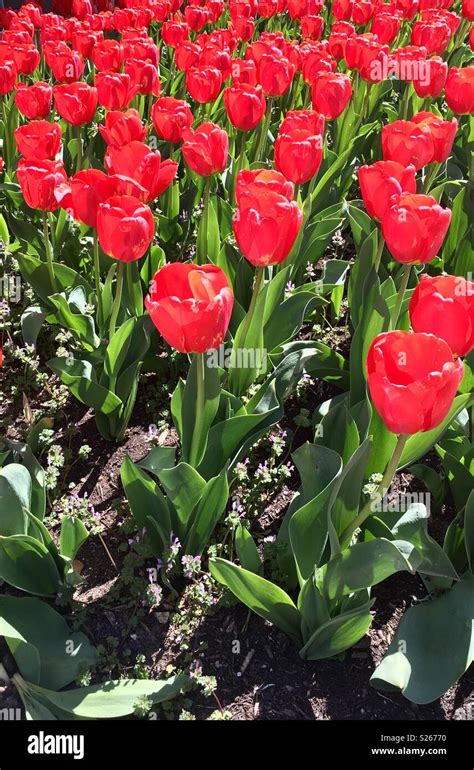 Red tulip garden Stock Photo - Alamy