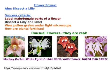 Flower Dissection | Teaching Resources