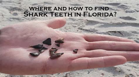 Where and how to find shark teeth in Florida? | Snorkel Around The World