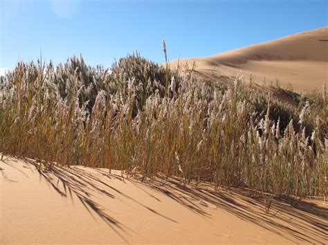 Oasis Sea of Sands Erg Chebbi Morocco Sahara Desert_Source NOSADE - NOSADE