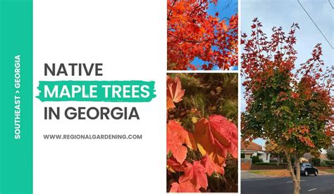 Native Maple Trees In Georgia: 7 Types To Know - Regional Gardening