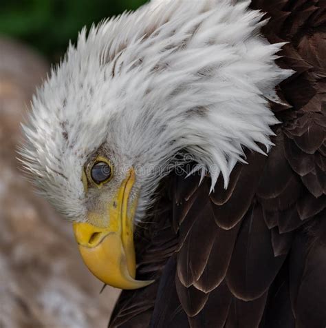 Bald Eagle Portrait stock photo. Image of barred, eagle - 126580252