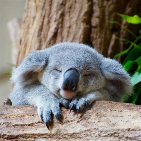 Sleepy koala :D | Adorable animals | Pinterest