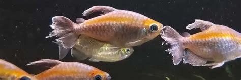 Congo Tetra Ultimate Guide: Keeping, Breeding & Feeding – FishKeepingAnswers.com