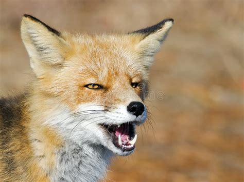 1,484 Fox Teeth Stock Photos - Free & Royalty-Free Stock Photos from ...