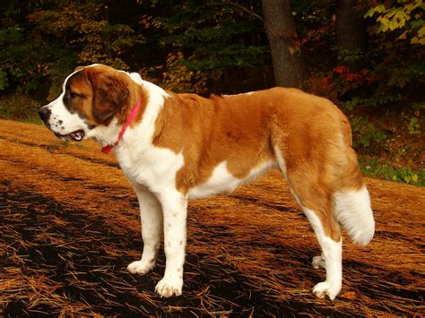 Saint Bernard Breed Guide - Learn about the Saint Bernard.