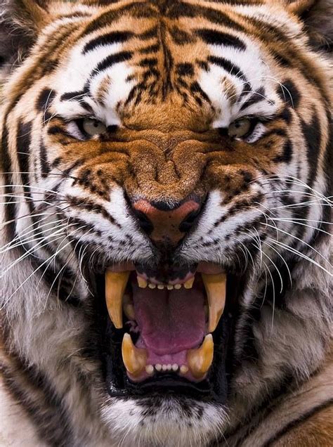 Tiger growling | Brookie Cookie | Pinterest