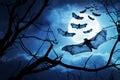Image of full moon and bats | CreepyHalloweenImages