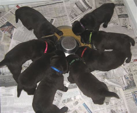 Raising Puppies: Feeding Schedule for 4-Week Old Puppies | The Dogman