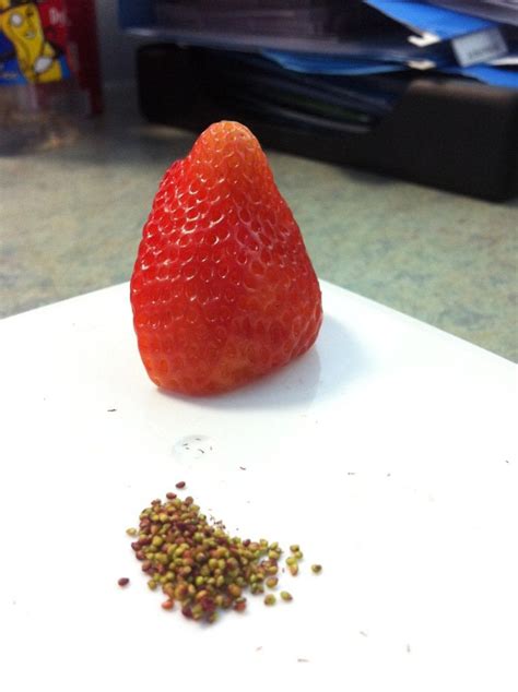 All the seeds taken out of a strawberry : mildlyinteresting