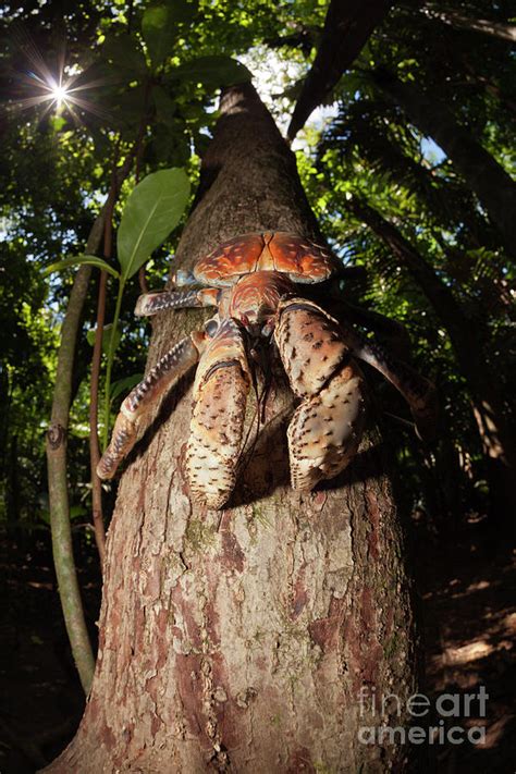 Robber Crab Photograph by Reinhard Dirscherl/science Photo Library