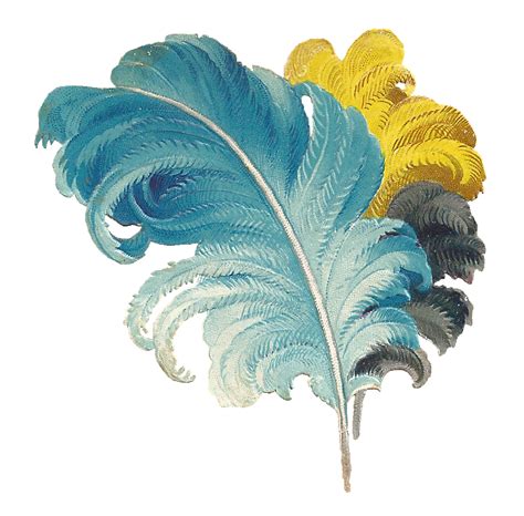 Antique Images: Free Feather Graphic: Victorian Scrap of Blue and Yellow Ostrich Feathers