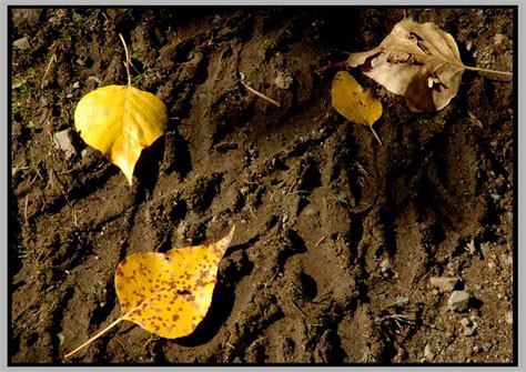 P/P Photoweek: Three Black Cottonwood Leaves (X.22.2007)