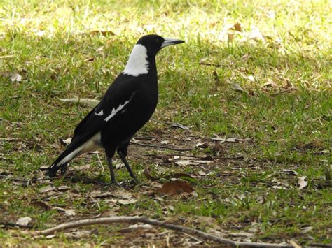 Magpies and Currawongs Archives - Trevor's Birding - Trevor's Birding