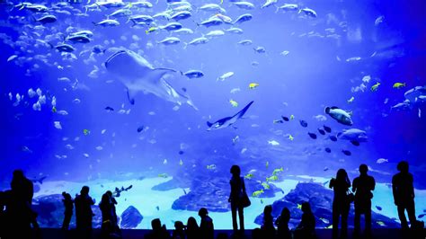 Grand Aquarium, Saint-Malo, Saint-Malo - Book Tickets & Tours | GetYou