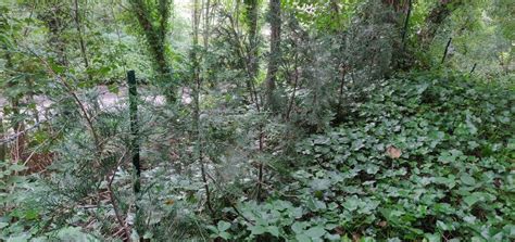 How early should I start pruning Western Red Cedar planted as a hedge ...