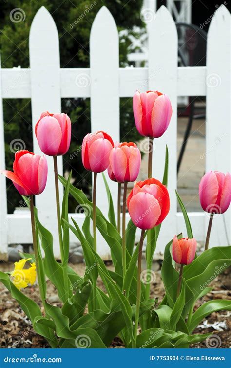 Tulips in spring garden stock photo. Image of details - 7753904