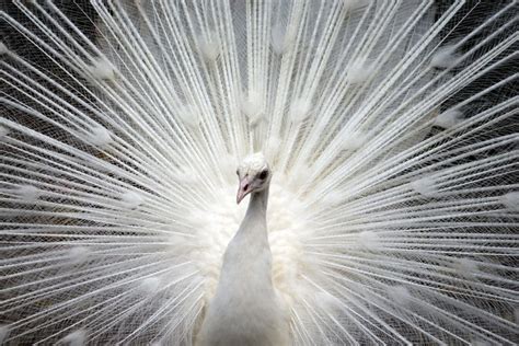 White Peacock Meaning & Symbolism (Spirituality & Rebirth)