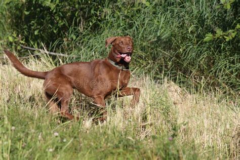 Labrador Retriever Hunting Stock Images - Image: 7214054