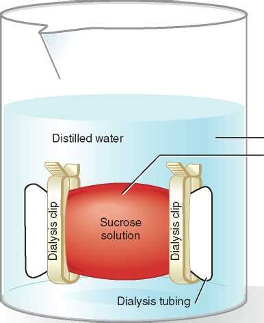 Diffusion experiment with dialysis membrane bag - Chemistry Stack Exchange