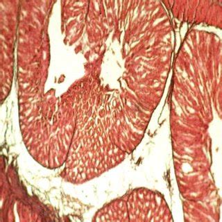 Histology of proventriculus at day-old chicken. Here, Lamina epithelia ...