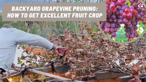 Backyard grapevine pruning: how to get excellent fruit crop - Ray Garden Day