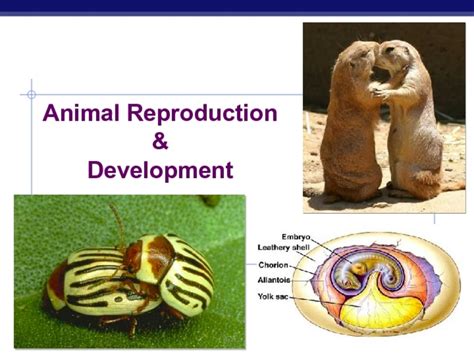 11 Facts About Animal Reproduction That Boggle The Ut - vrogue.co