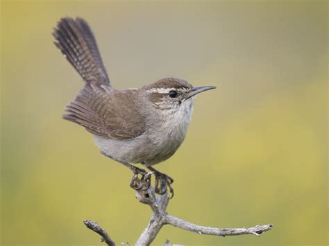 7 Species of Wrens Found in Indiana – Nature Blog Network